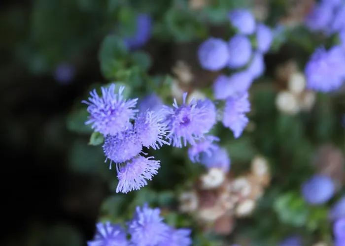 Apartment With Parking Space Dajla, Novigrad - 6935 Novigrad (Istria)